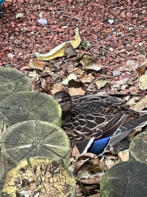 A duck.