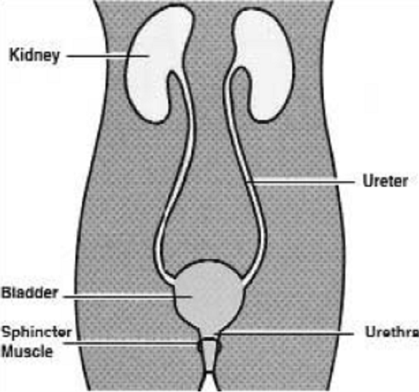 Flexible Cystoscopy North Tees and Hartlepool NHS Foundation Trust