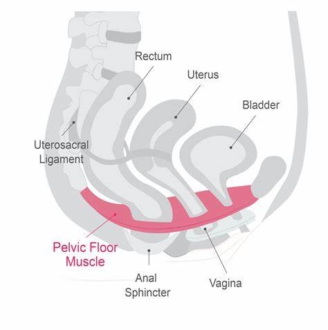 Pelvic Anatomy