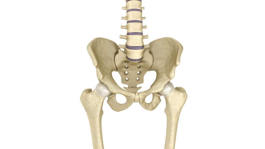 Pelvis