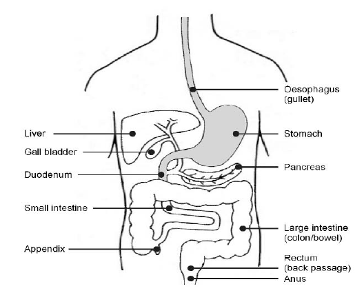 organs shown