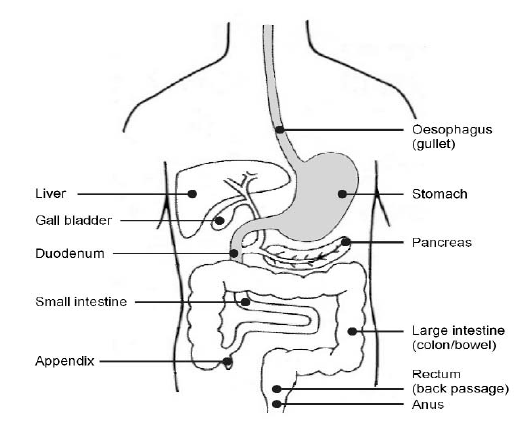 Diagram showcasing the internal location of your organs