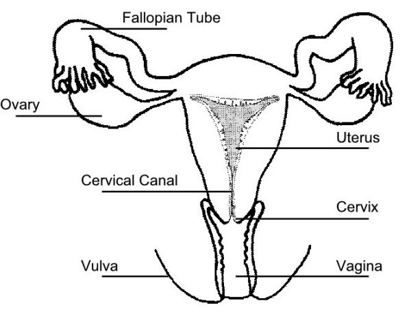 cervix area showing where cervix biopsy has taken place