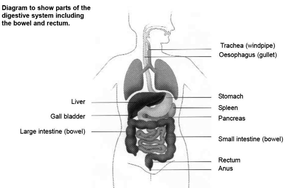 parts of digestive system including bowel and rectum.