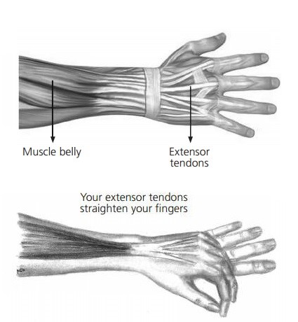 hand showing extensor tendons