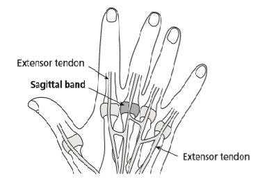 extensor tendon and sagittal band highlighted