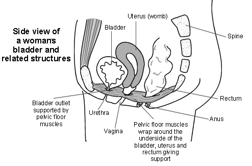 Side view of woman’s pelvic organs and pelvic floor muscles