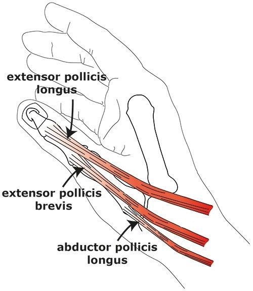 short extensor tendon