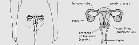 female reproductive organ