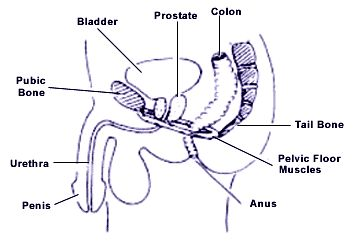 Side view of a man’s pelvic organs and pelvic floor muscles