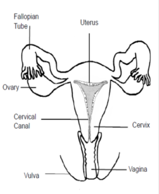 female reproductive organ