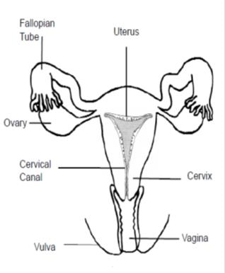 diagram of the cervix