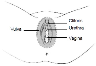 diagram to show vulva