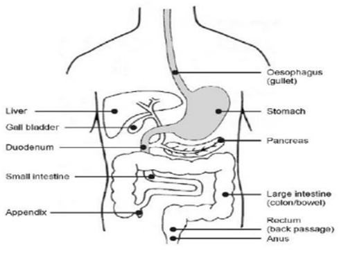 a cross section of the body identifying the positions of each of the organs mentioned in the above text.