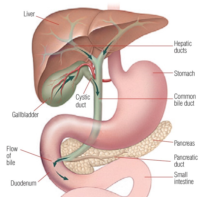 The gallbladder and where it is situated in the body