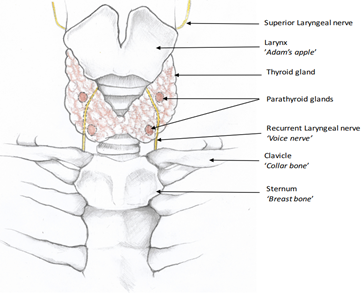 Parathyroid Glands at the bottom of your neck