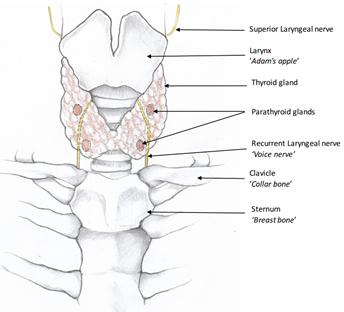 The location of Thyroid gland 
