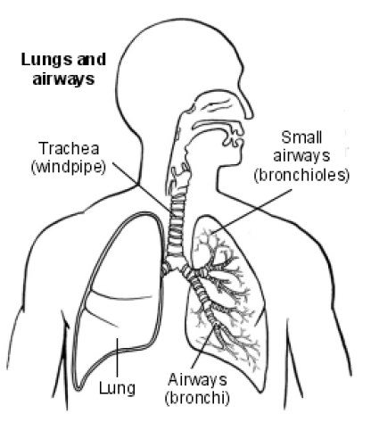 a cross-section of the respiratory system.