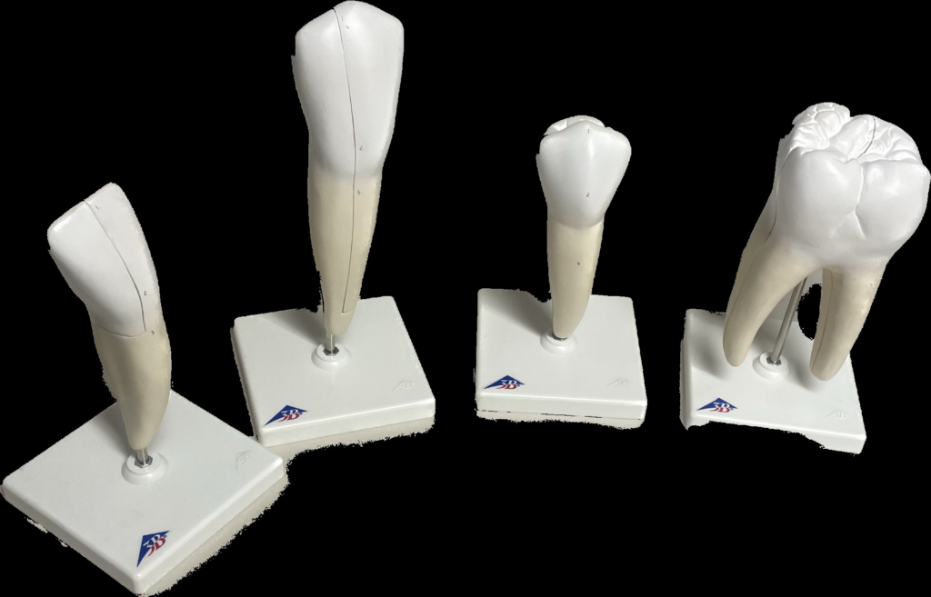 Items included in the tooth anatomy resource box