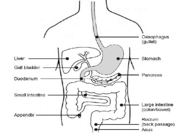 Body showing the digestive system.