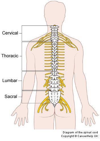 The Spinal Cord