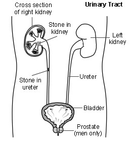 The Kidneys and Urinary system