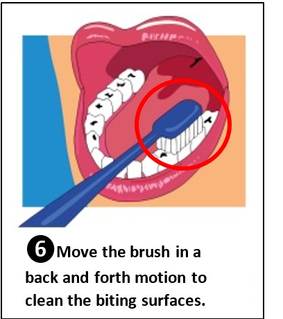 Brushing the top of the biting teeth.