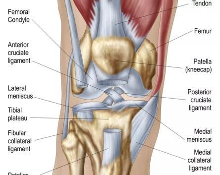 a knee and its ligaments