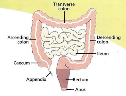 the different parts of your bowel.
