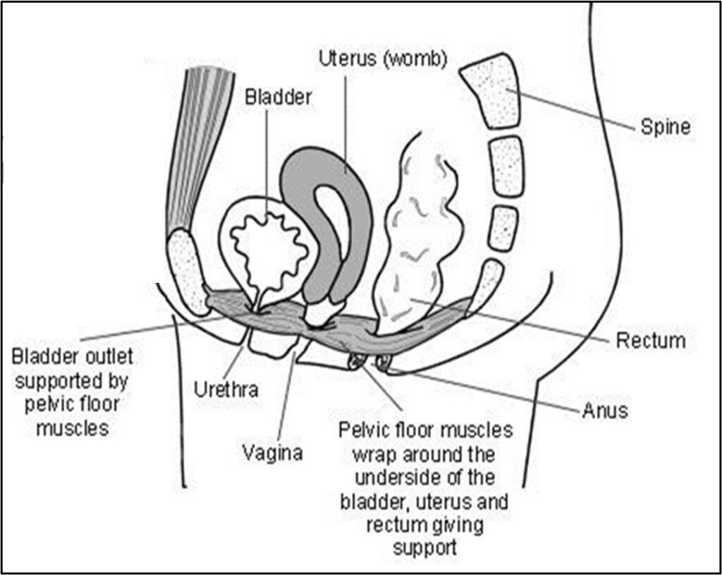 Female Pelvic Floor