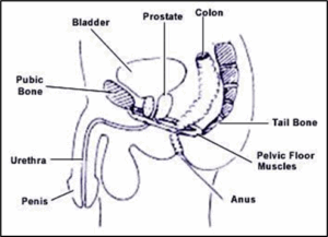 Obstructive Defaecation Syndrome (ODS) - Also known as Anismus - North ...