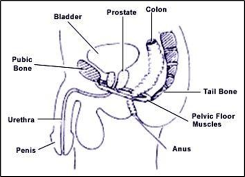 Male Pelvic Floor