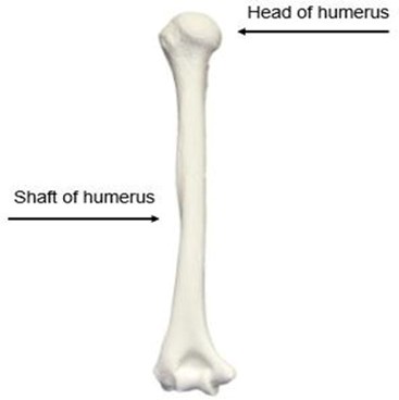 Image of the humeral shaft identifying where the head of the humerus is and the shaft of the humerus.