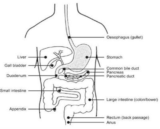 Image of the digestive system