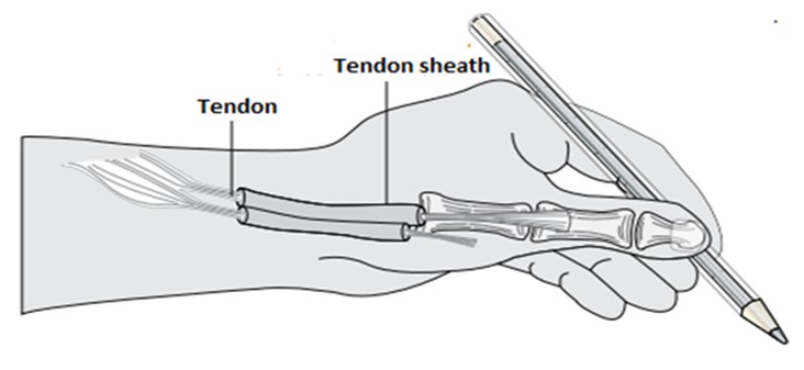 Picture of the tendons in your hand.