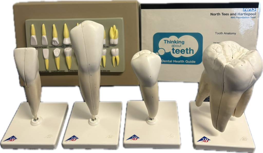 Example of resource items you will find in the tooth anatomy dental resource box.