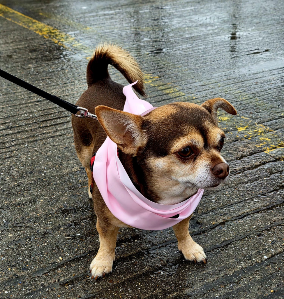 A chihuahua wearing a pink scarf.