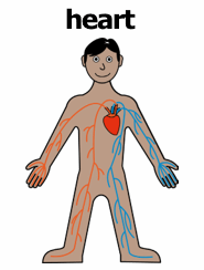 man showing his heart and veins carrying blood around his body