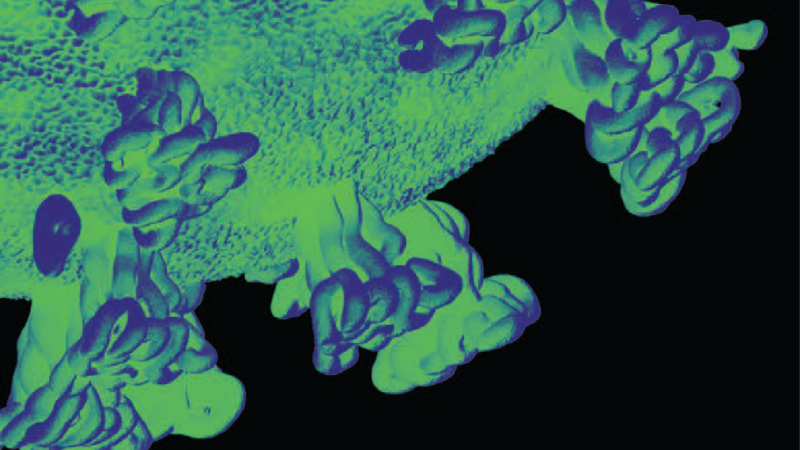 DNA make up of coronavirus.
