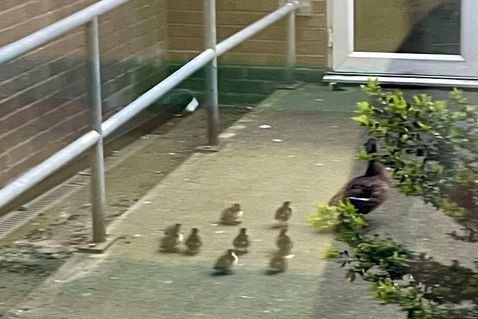A duck and ducklings stand on a path.